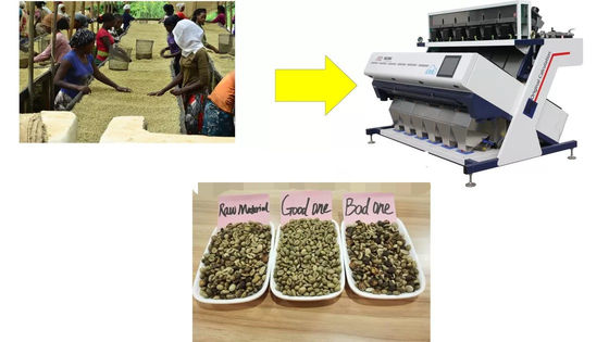 Arabica And Robusta Optical Coffee Been Sorting Machines